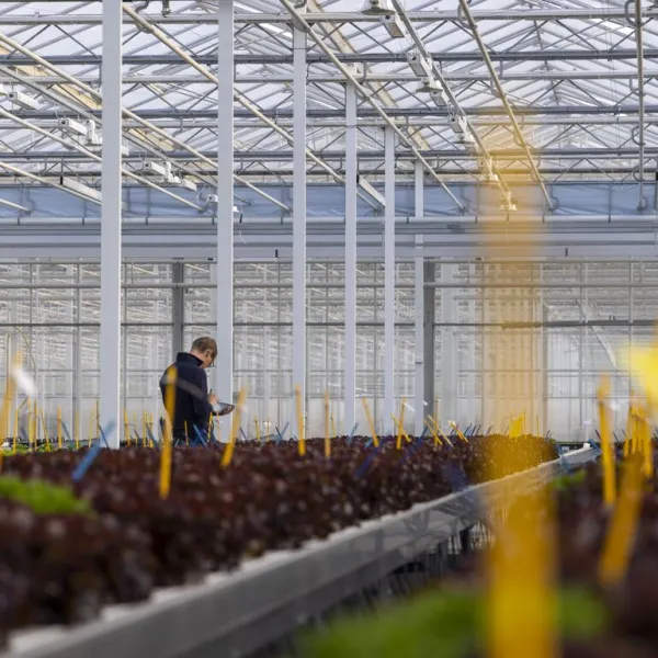 Planten beschrijven in de kas