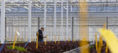 Planten beschrijven in de kas