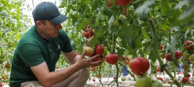 Tomato
